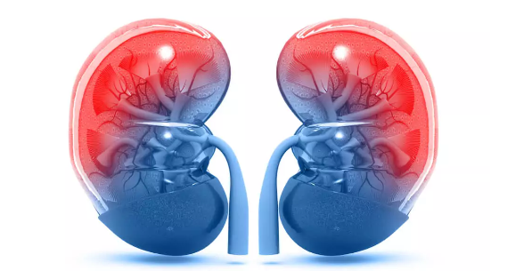 NMN Generating Enzyme Drives Fasting-Related Fat Burning