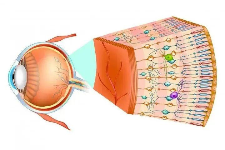 Does NMN research bring new possibilities for eye health?