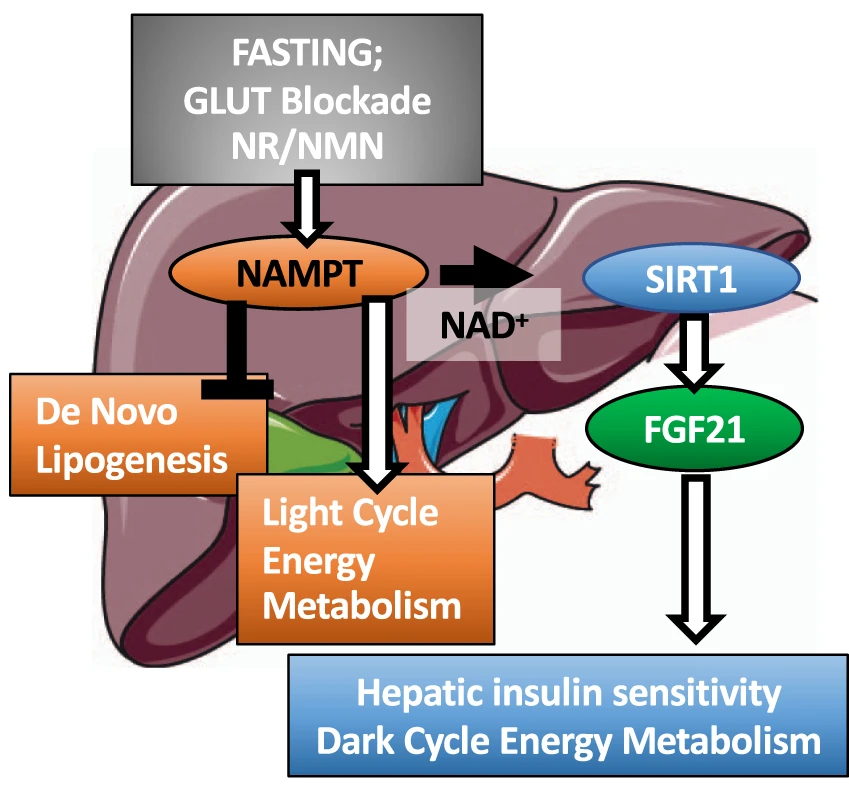 NAMPT in the liver balances energy metabolism.
