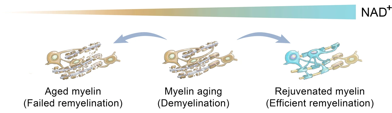 Elevating NAD+ rejuvenates aged oligodendrocyte precursor cells to promote remyelination.