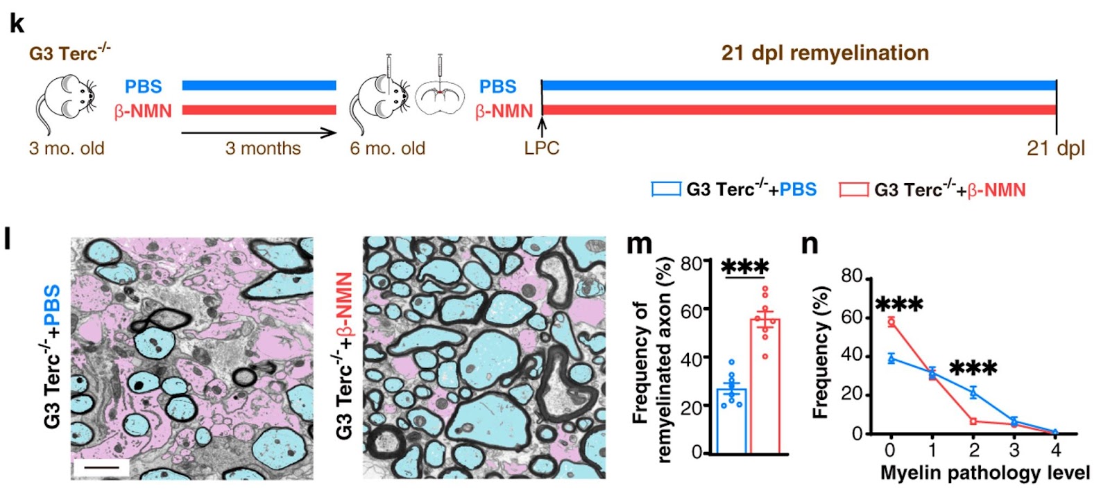 NMN enhances remyelination in aged mice.