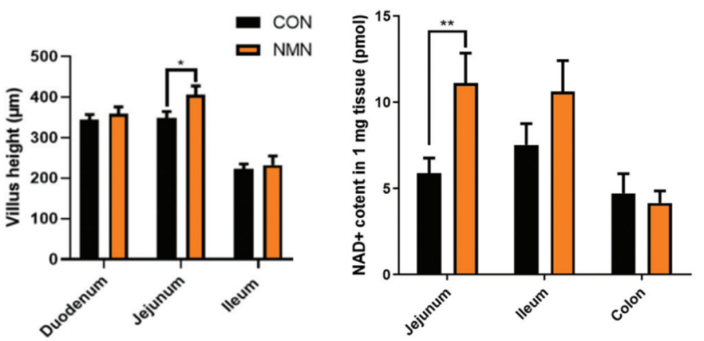 Boosting NAD+ with NMN Restores Intestinal Wall Structure in Old Mice.