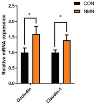 NMN Elevates Gut Barrier Genes in Old Mice.