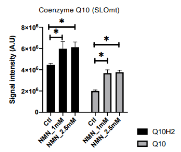 NMN raises levels of coenzyme Q10 in mitochondria.