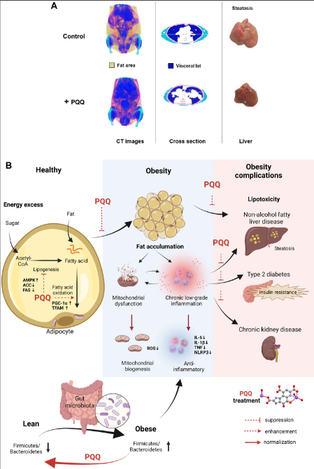 PQQ reduces fat accumulation by inhibiting fatty acid synthesis (lipogenesis) and improving mitochondrial function