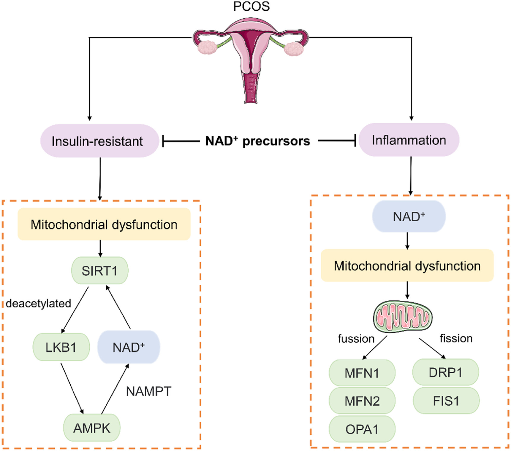 What are the effects of supplementing NAD+ and its precursors on women?