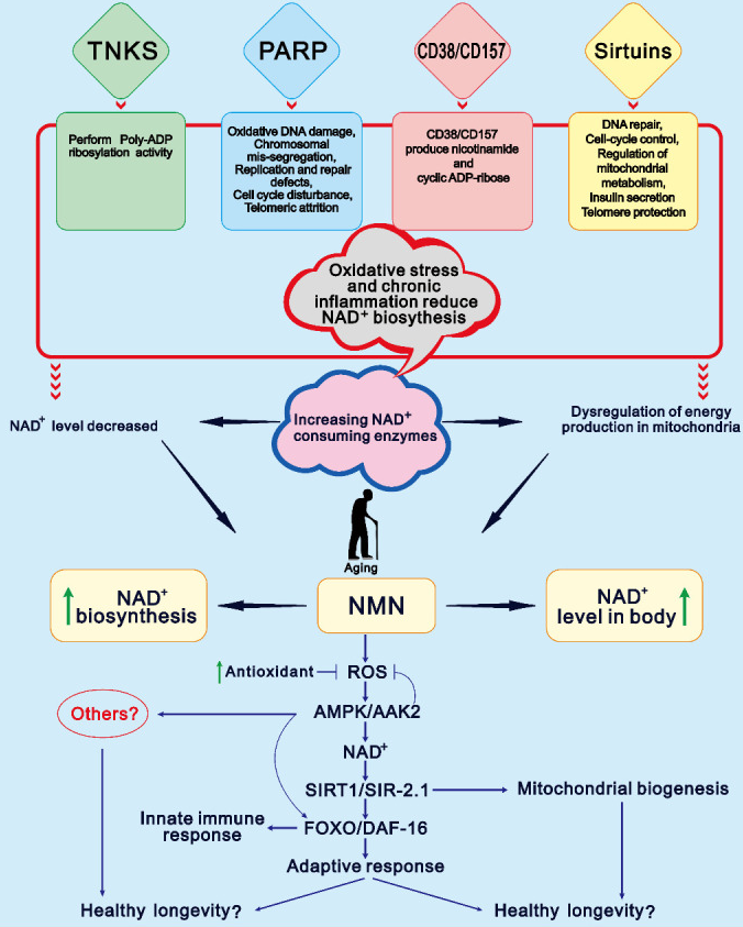 Figure: Hypothetical model of NMN-mediated longevity and the main reason why NAD+ levels decrease with age.