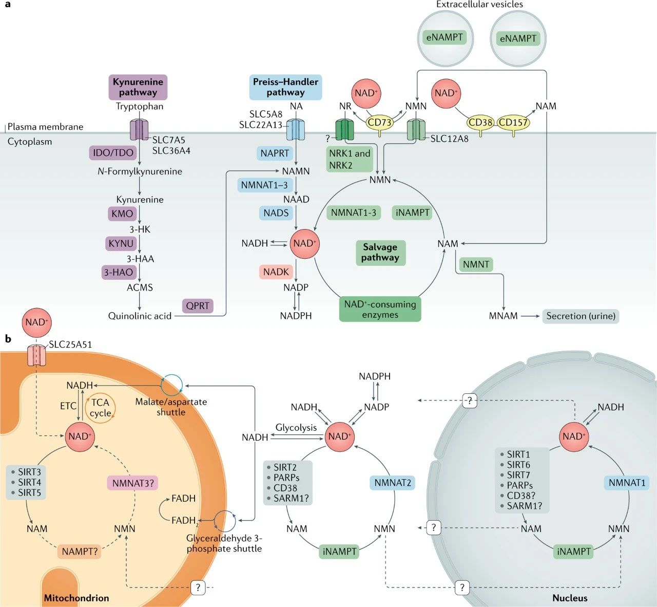 NAD+ is involved in various reactions in the human body