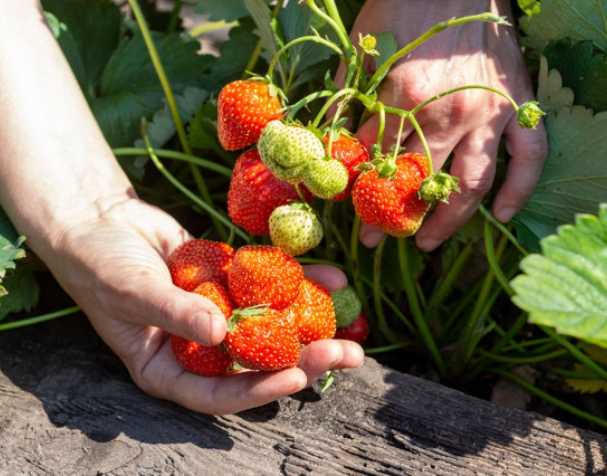 Application on strawberries