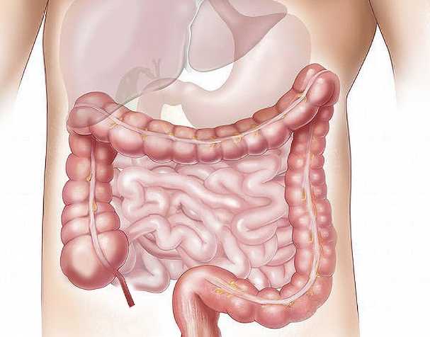 The Role of NMN in Intestinal Health