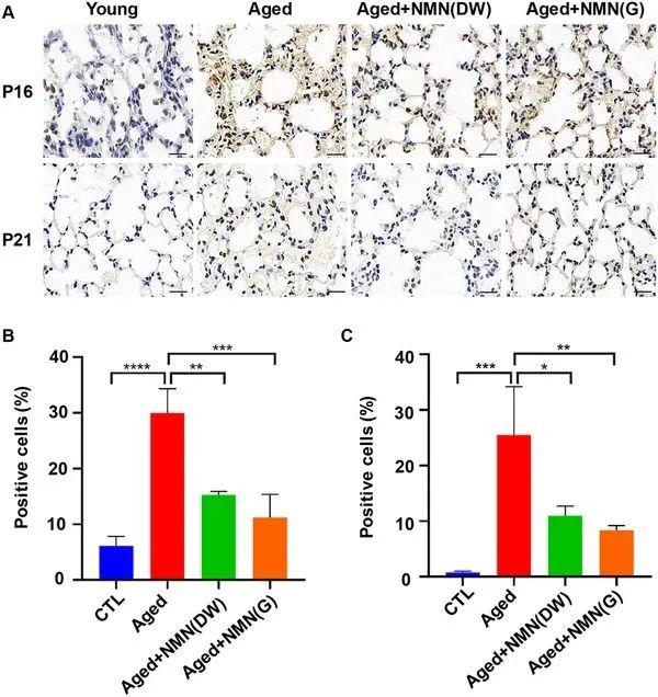 Figure 3. Age related protein reduction in lung tissue of mice with added NMN