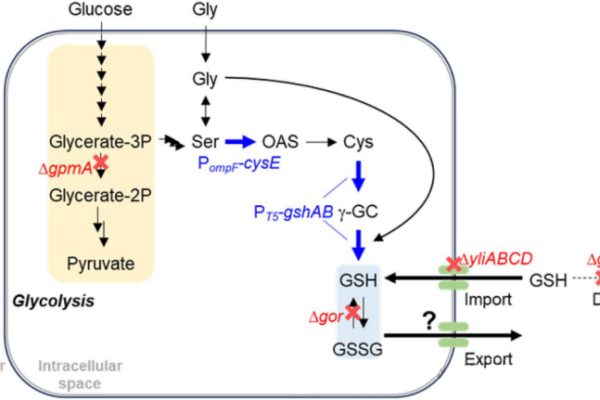 The industrial-scale production of glutathione offers a new biotechnological approach