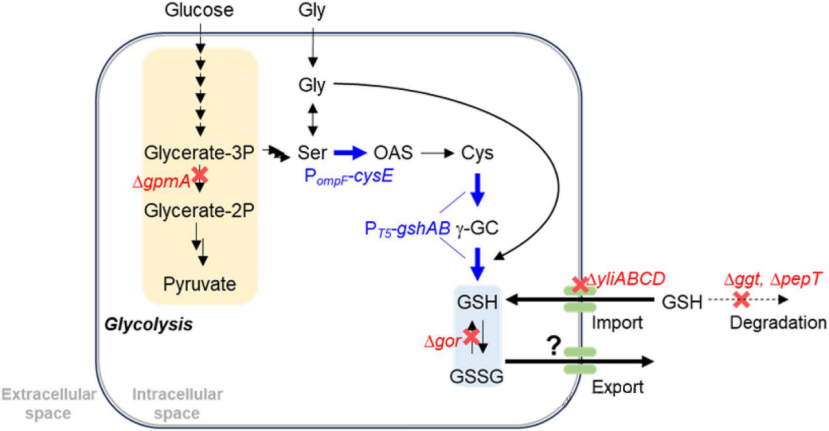 The industrial-scale production of glutathione offers a new biotechnological approach