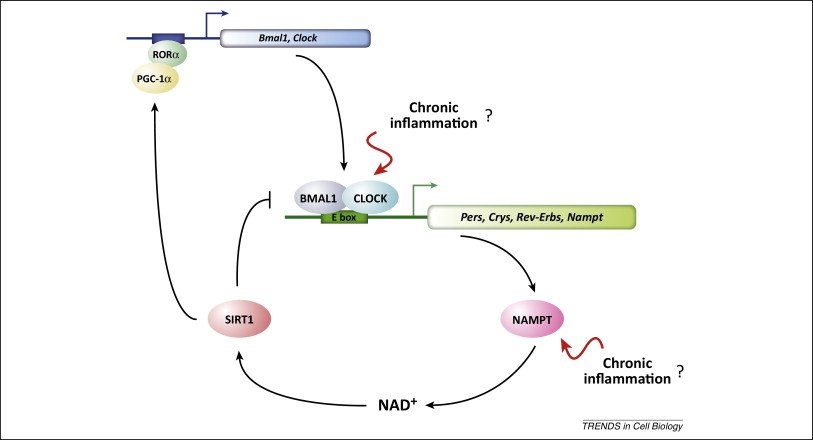 The relationship between circadian rhythms and NAD+ levels, and some of the ways chronic inflammation affects NAD+ levels