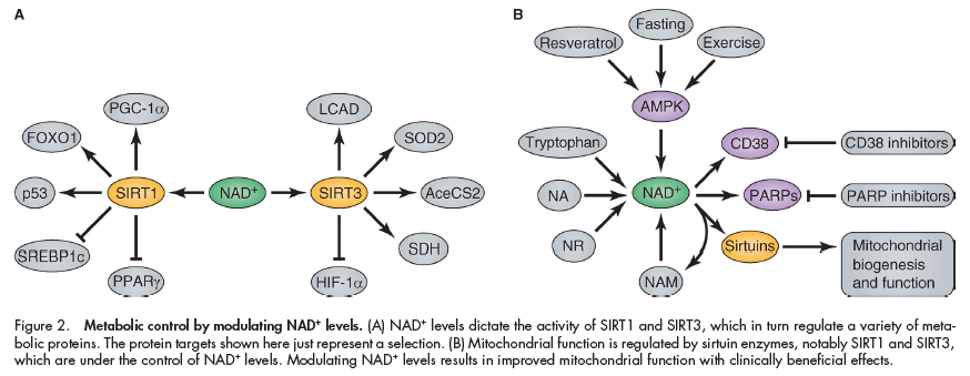 NAD+ The molecule of youth? Factors that increase it