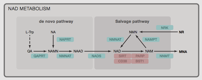 Different ways of generating and decomposing NAD+