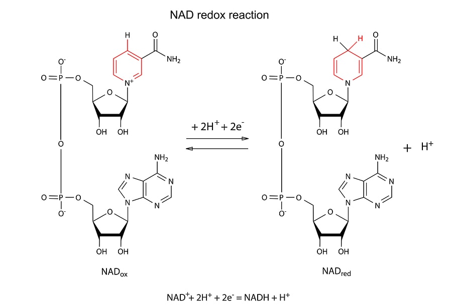 Chemical structure of NAD and NAD+