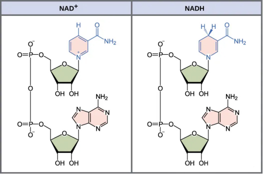 What is NAD+, the new darling of the anti-aging world? Reverse aging