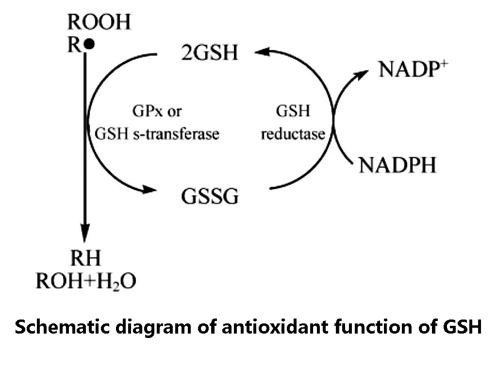 Schematic diagram of antioxidant function of GSH