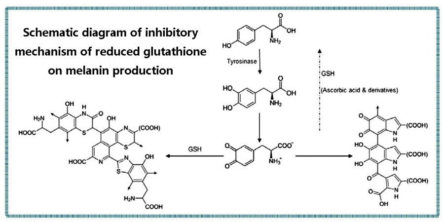 Schematic diagram of the inhibitory mechanism of reduced glutathione on melanin production