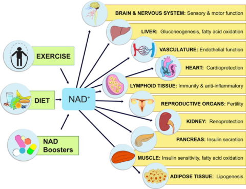 Sinclair believes there are mechanisms that could increase the amount of NAD in the human body and the associated health benefits.