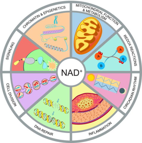 NAD+