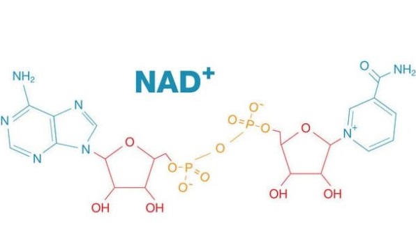 What is NAD+?