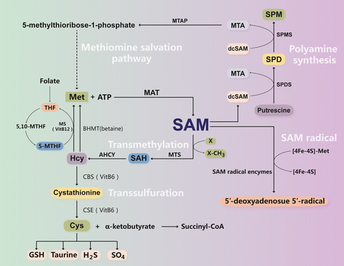 SAMe biosynthesis and metabolism