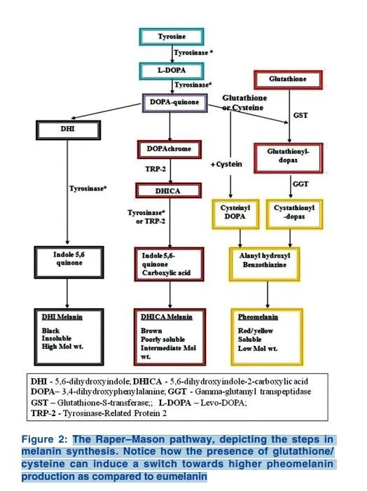 Glutathione whitening mechanism