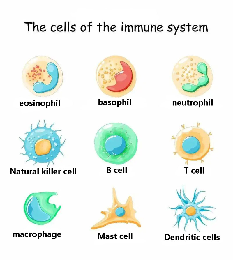 The cells of the immune system