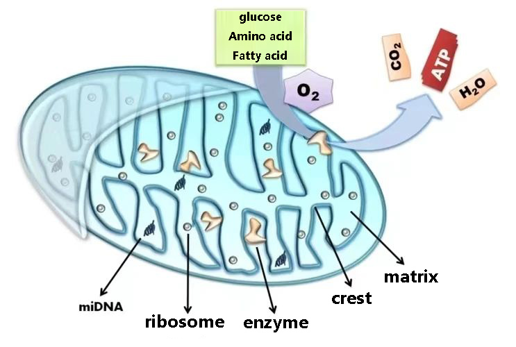 PQQ new health era has arrived, your cells are saved