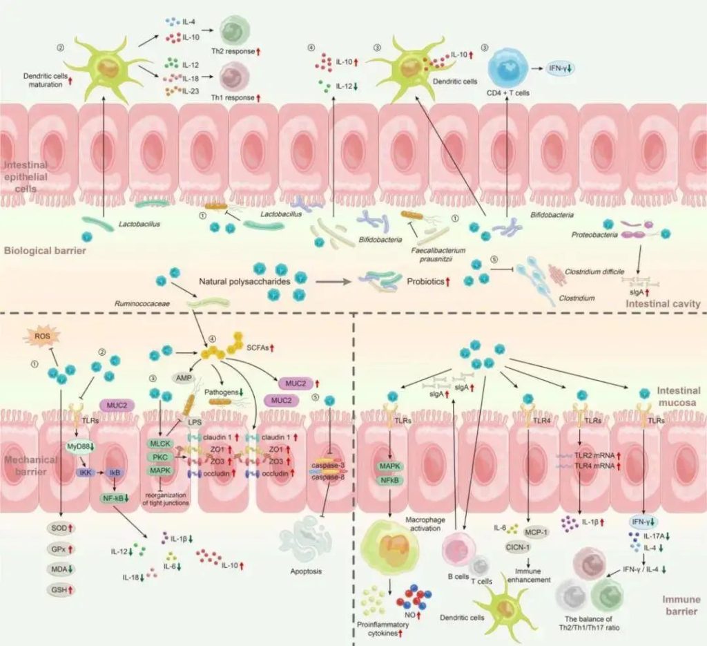 Promote intestinal health