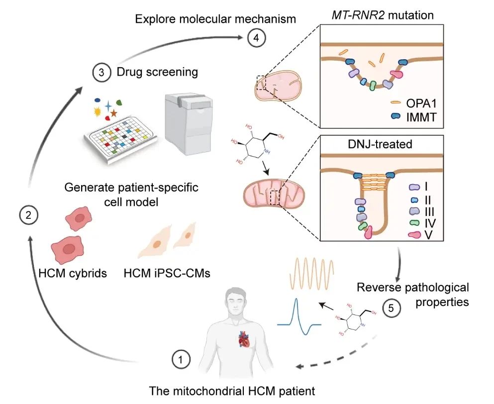 The mitochondrial HCM patient