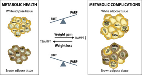 Activate the good fat and burn excess calories