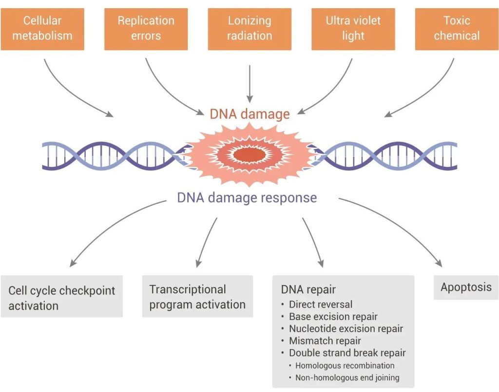 DNA damage and response