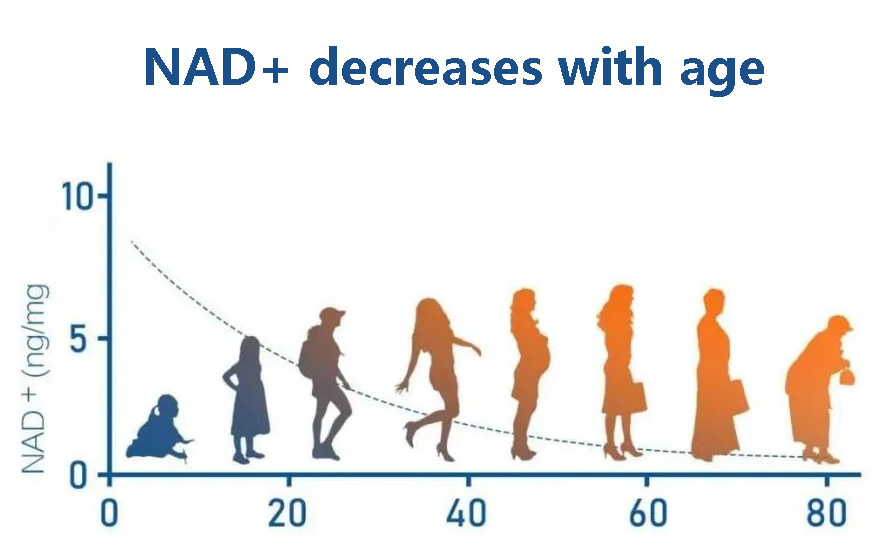 NAD+ decreases with age