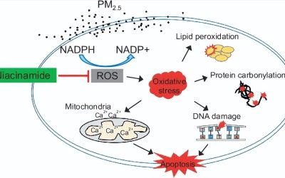 NMN also has a positive effect on the repair and regeneration capacity of liver cells