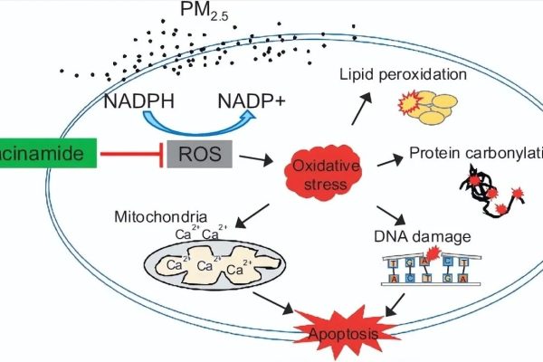 NMN also has a positive effect on the repair and regeneration capacity of liver cells