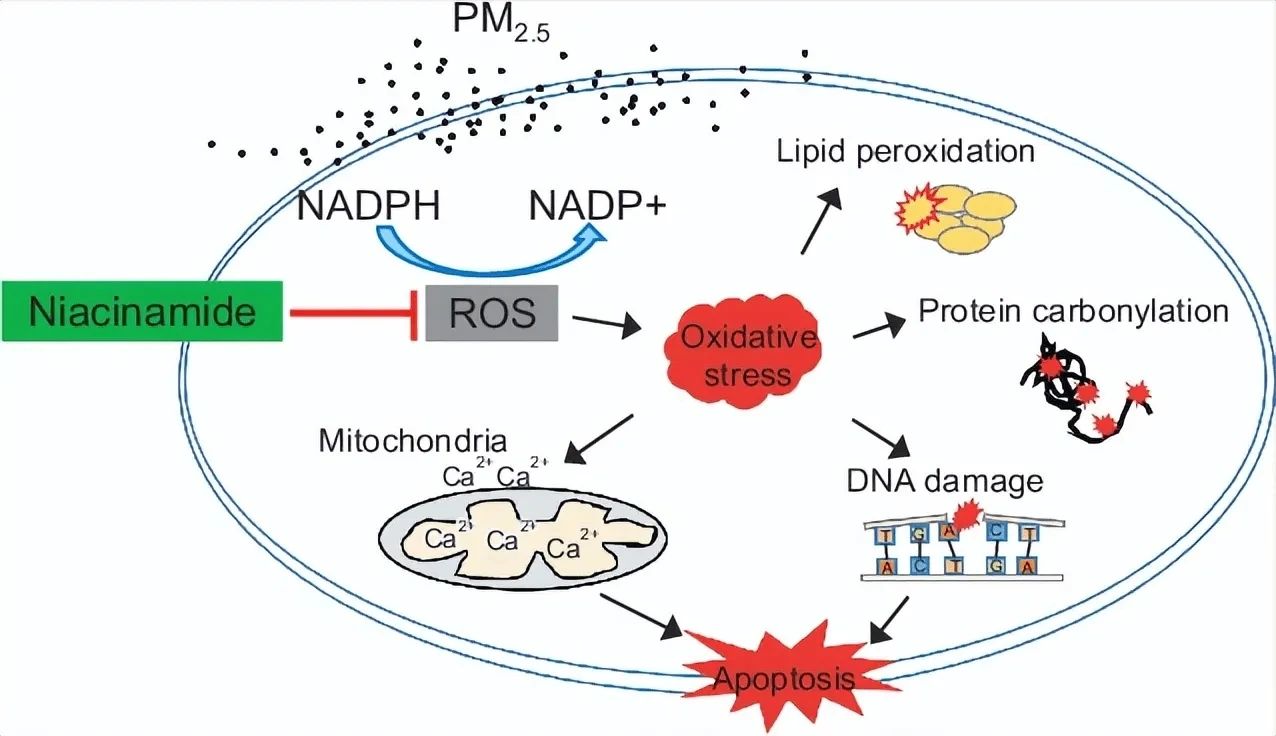 NMN also has a positive effect on the repair and regeneration capacity of liver cells