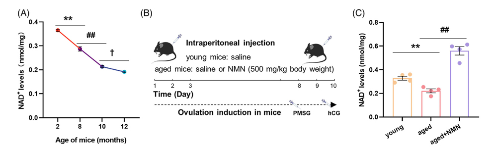 Ovarian NAD+ levels decreased with age (A) and significantly increased after short-term NMN supplementation (C)