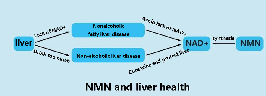 NMN and liver health