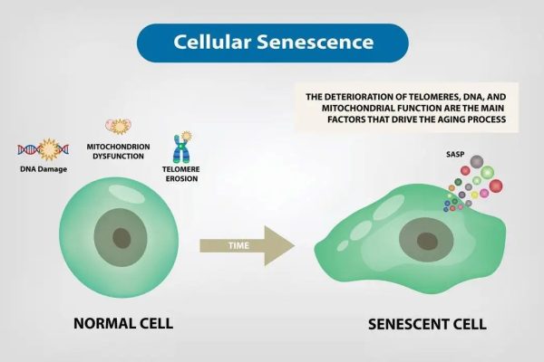 Cell senescence