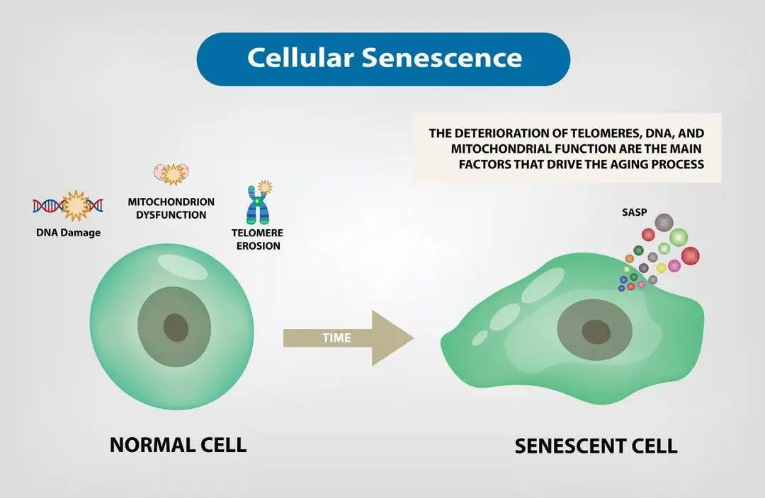 Cell senescence