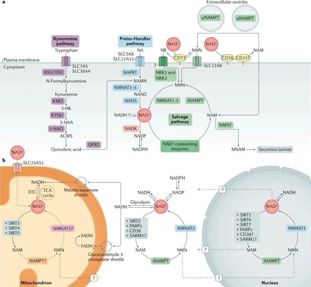 NAD is involved in every reaction in the body