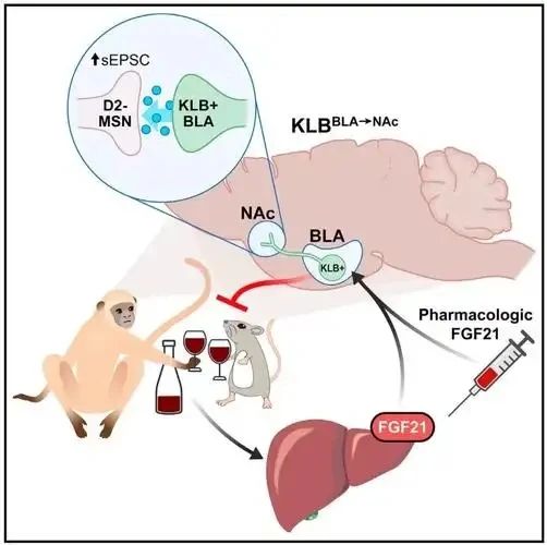 hidden role of NMN is to relieve alcohol and protect liver