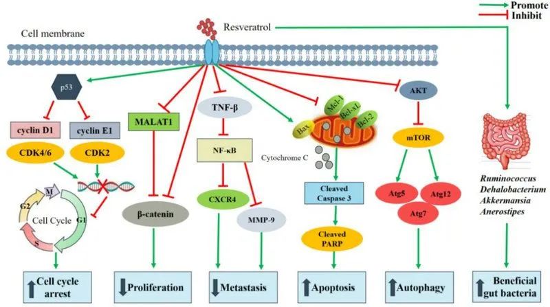 Anti-cancer effects of resveratrol and its main mechanism