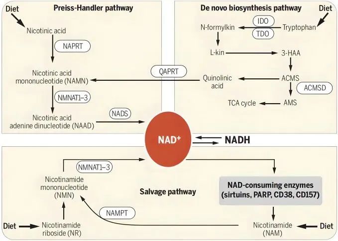 Recent review of NMN persistence and hospitals