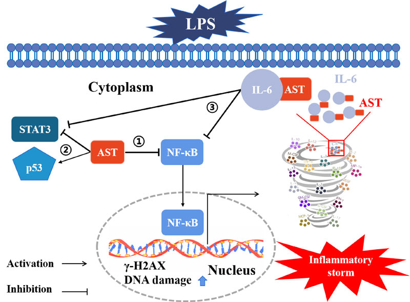 Schematic diagram of anti-inflammatory action of AST