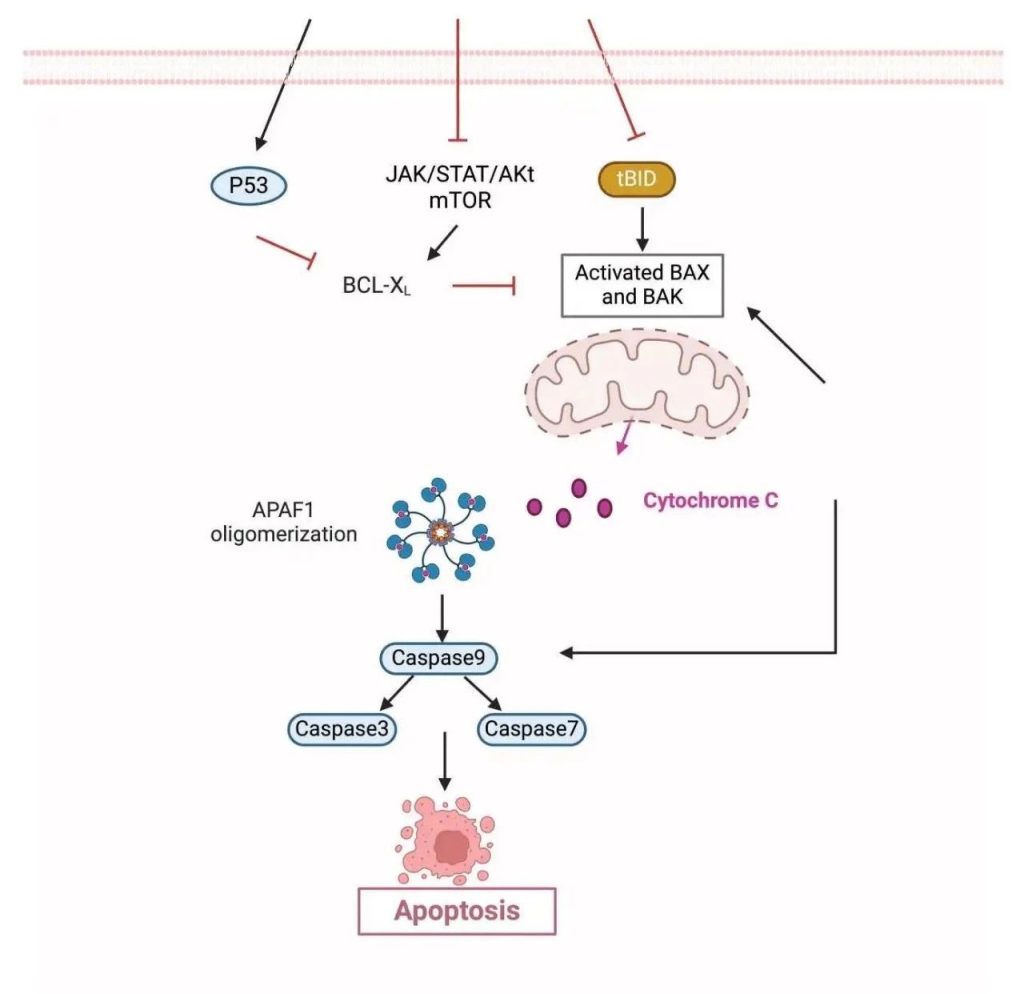 Quercetin shows anti-apoptotic effects in cancer cells through endogenous pathways