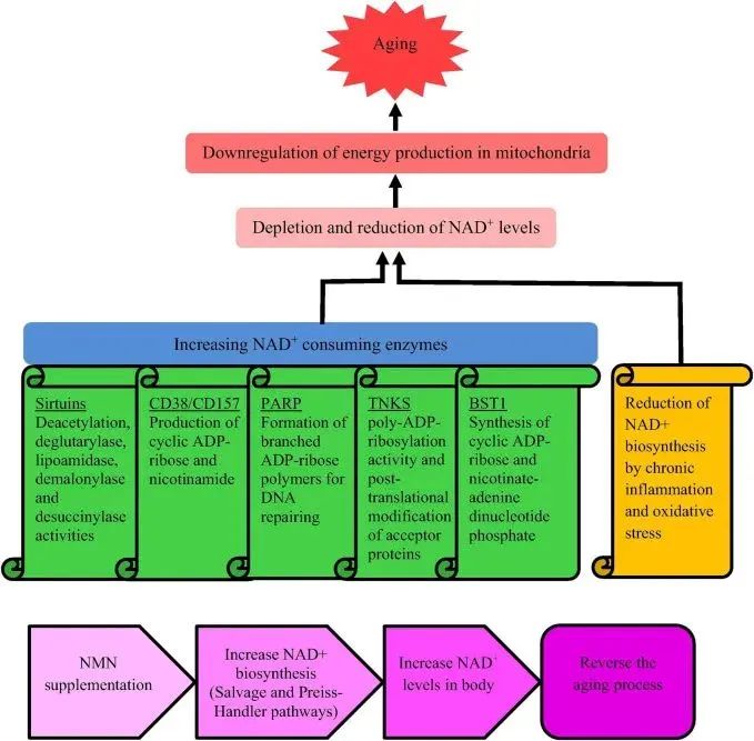 Mechanism of anti-aging activity of NMN